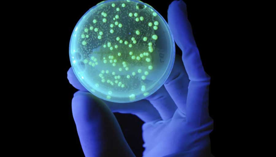 Petri dish microbiome hand