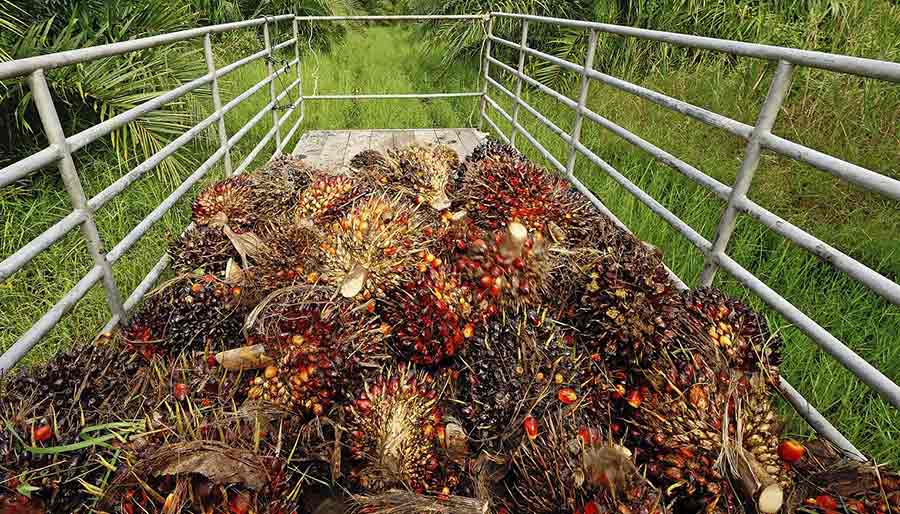 Gathered palm fruits