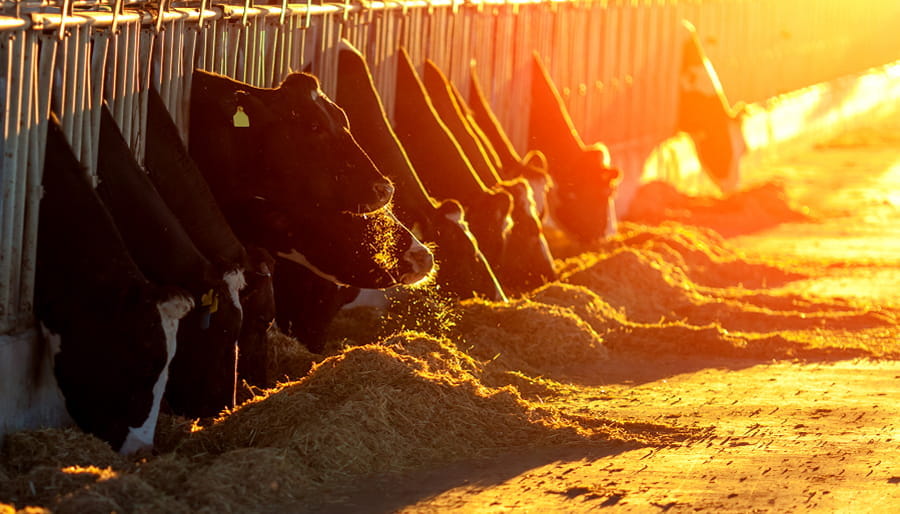 Cows feeding on silage in the evening sun