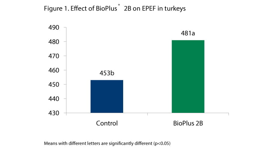Dual-strain probiotic boosts turkey performance through multiple modes of action, Figure 1 Effect of BIOPLUS 2B on EPEF in turkeys