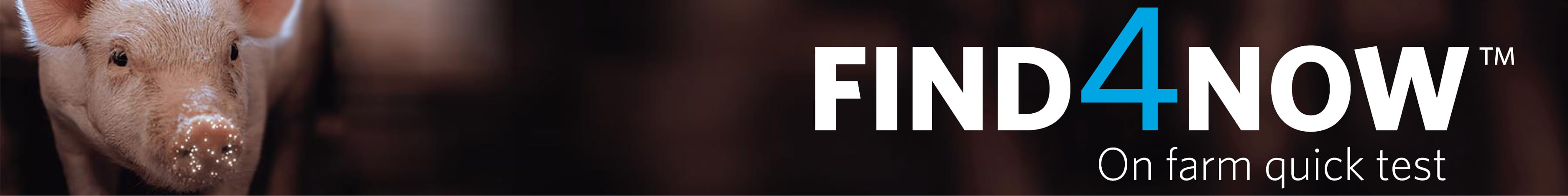 Find4Now English banner