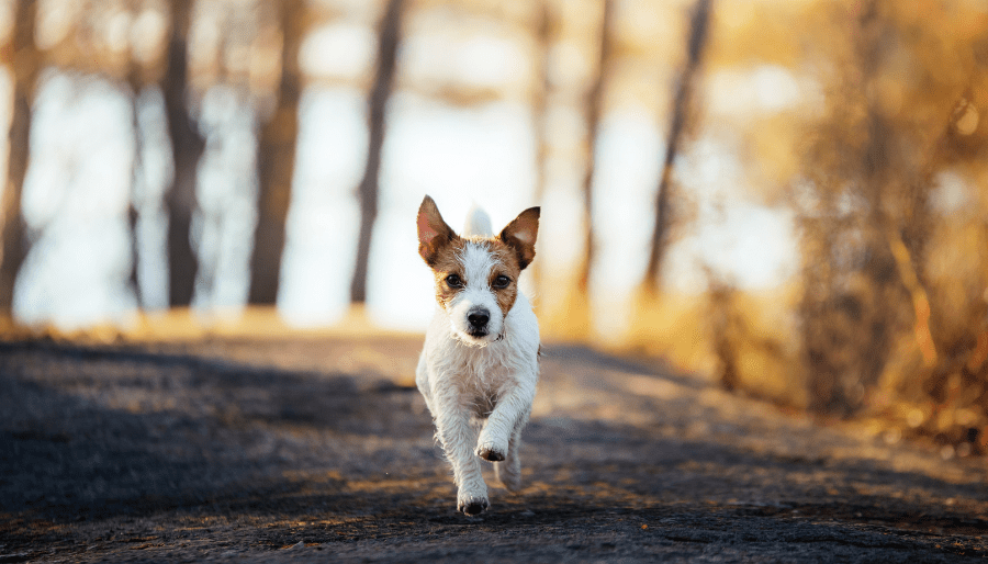 Dog running forward
