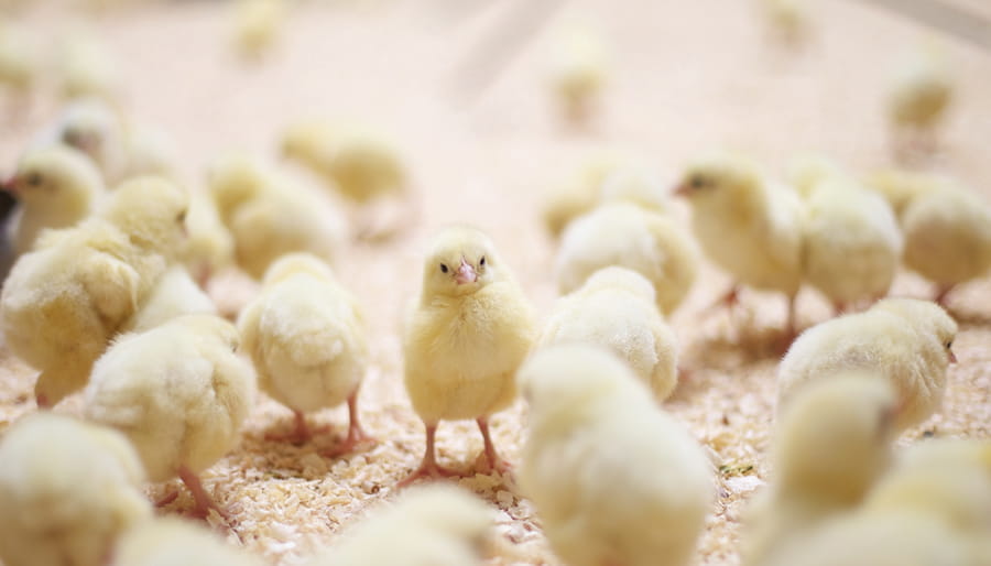 Probiotic solutions for poultry
