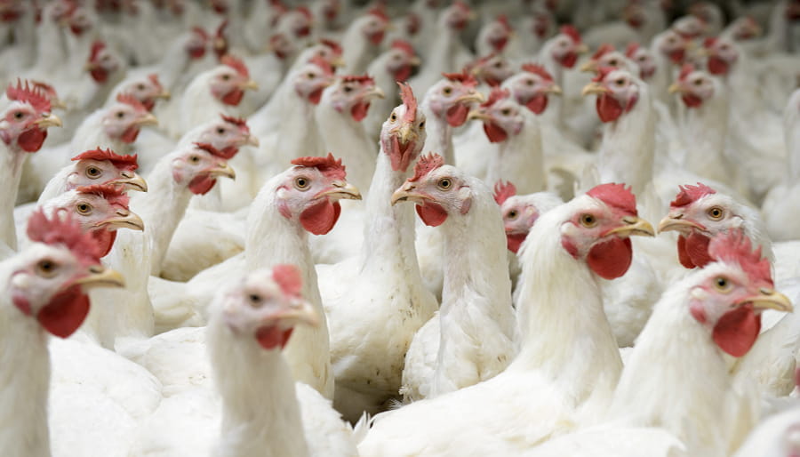 Large flock of white hens with red combs