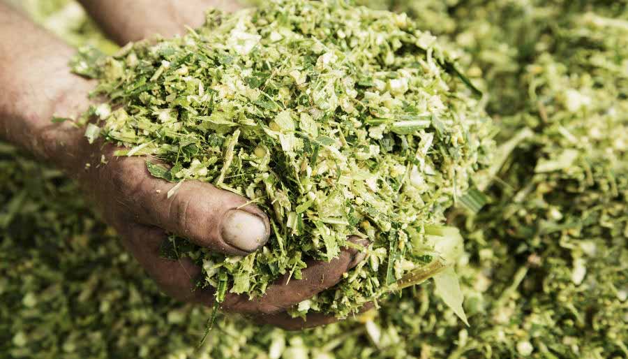 Silage: The Nutritional Powerhouse for Livestock