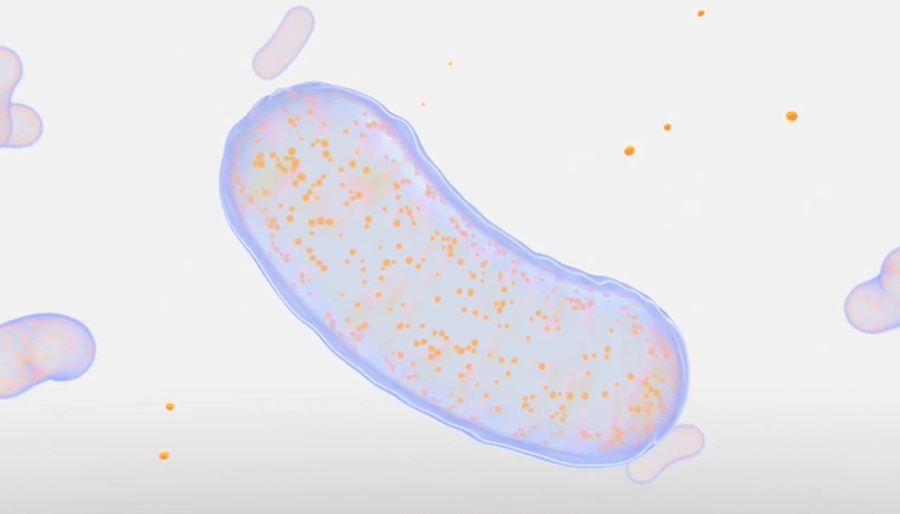 bacteria animation