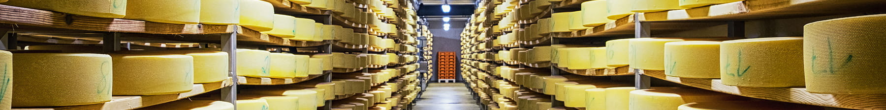 Round cheeses in warehouse