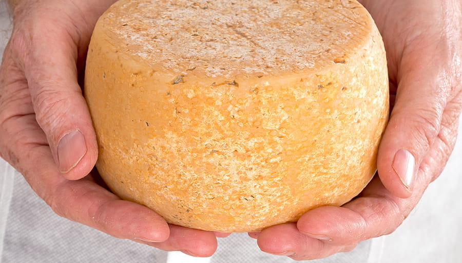 Yellow round cheese in hands