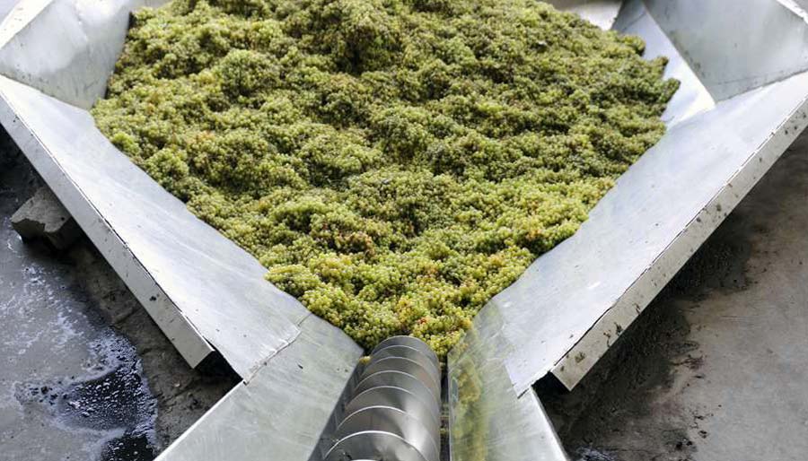 Grapes being processed