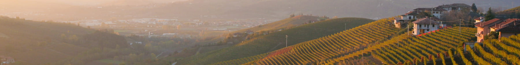 Italy vineyard