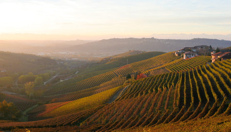 Italy vineyard
