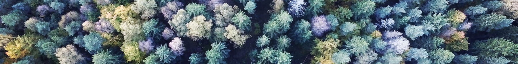 Arial view of a forest