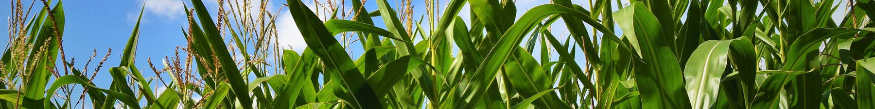 Chr. Hansen ATTIS®  corn field