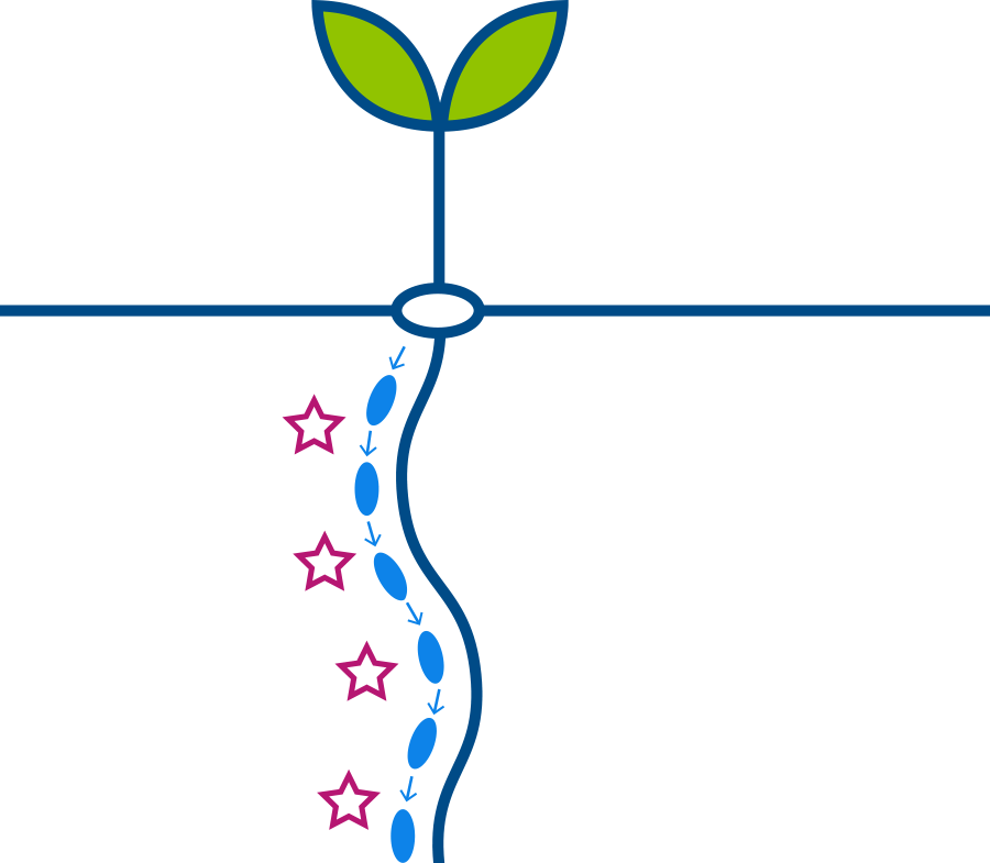 Plant illustration 1