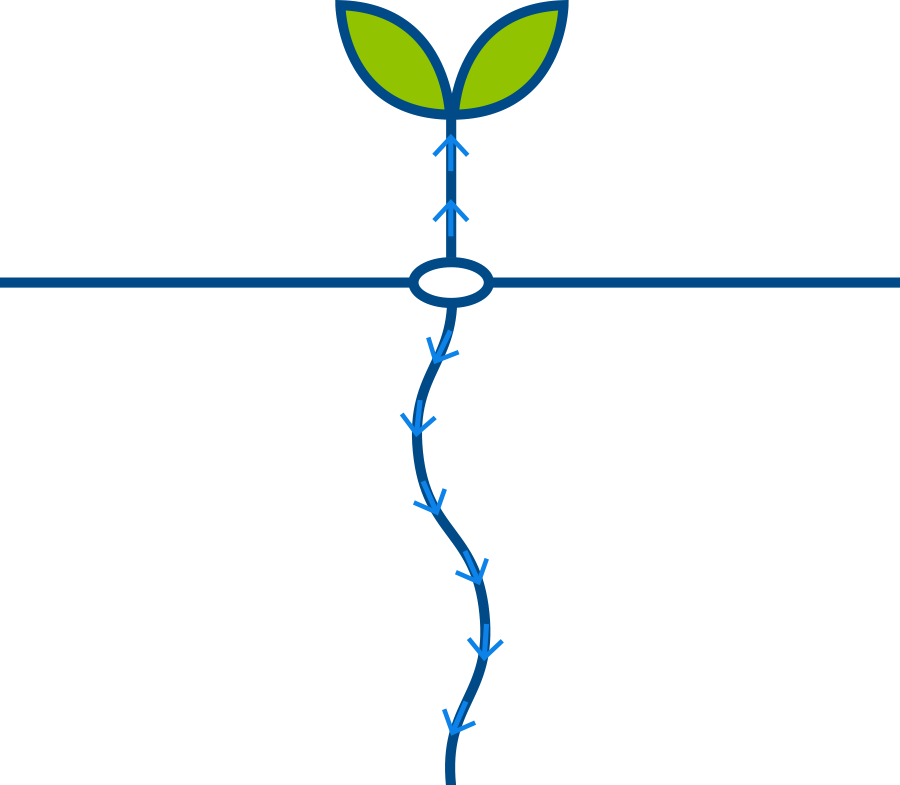 Plant illustration 2