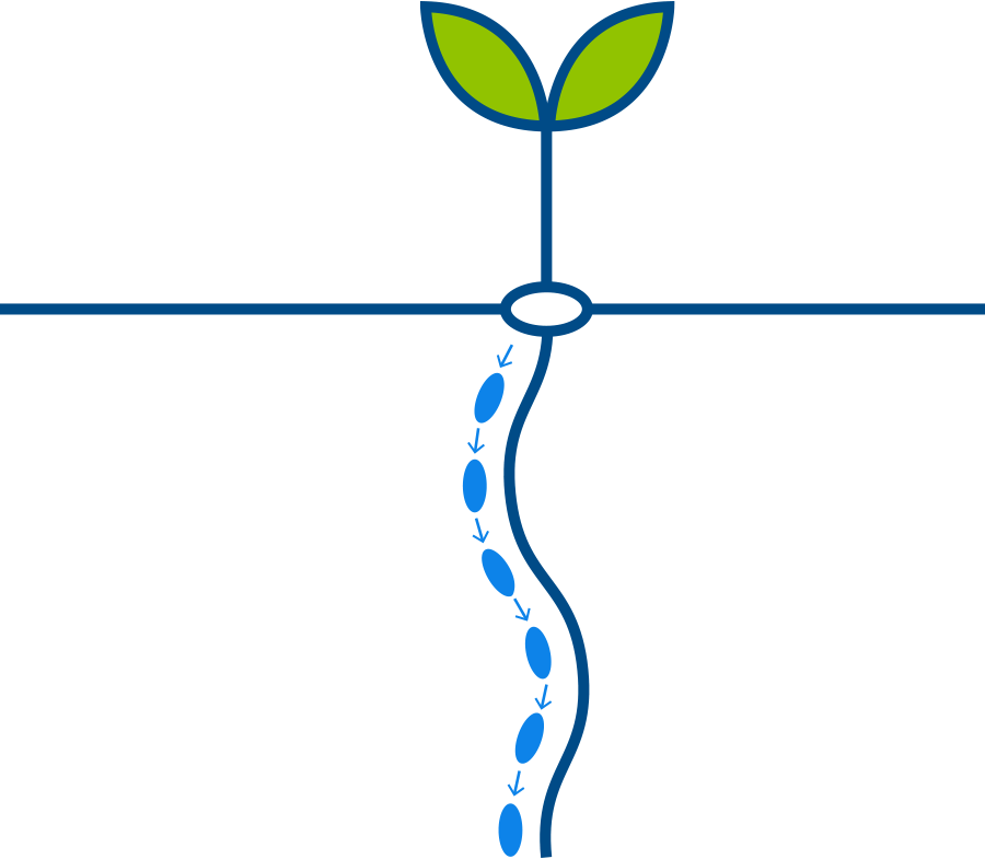 Plant illustration 3