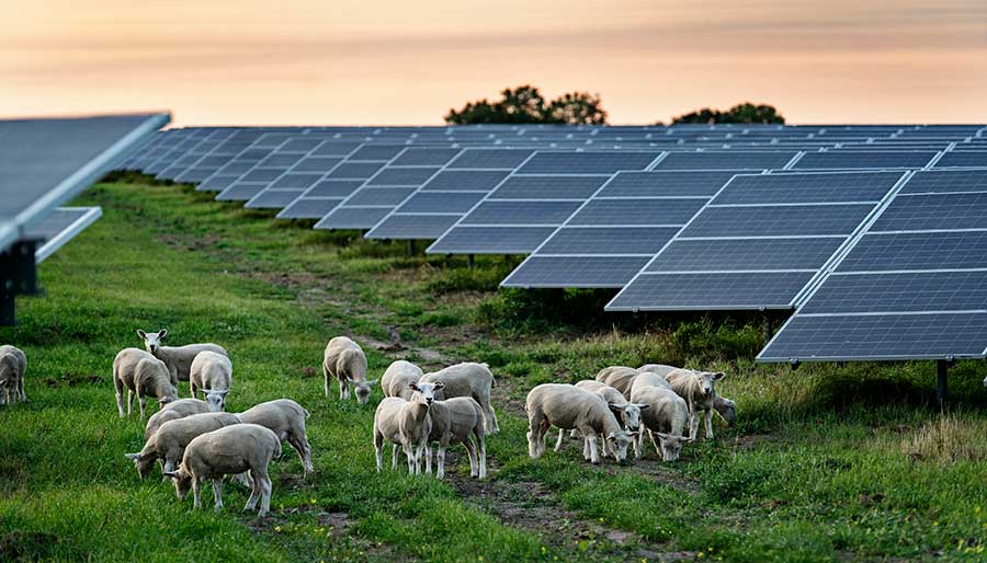 Solar park panels sheep