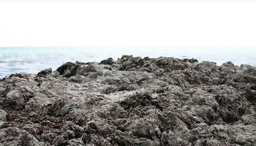 pile of seaweed