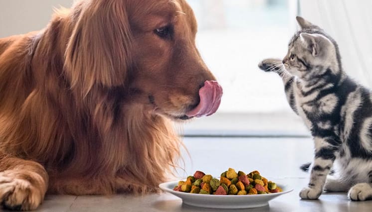 “Felix” and “Frido” estão loucos por um agrado: cores de fontes naturais para pet food