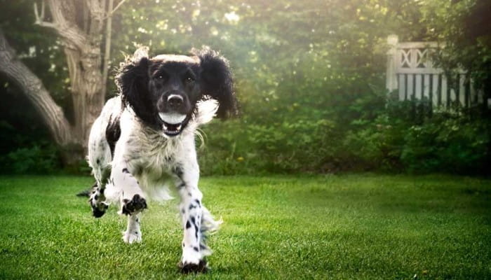 Dog running in garden with ball