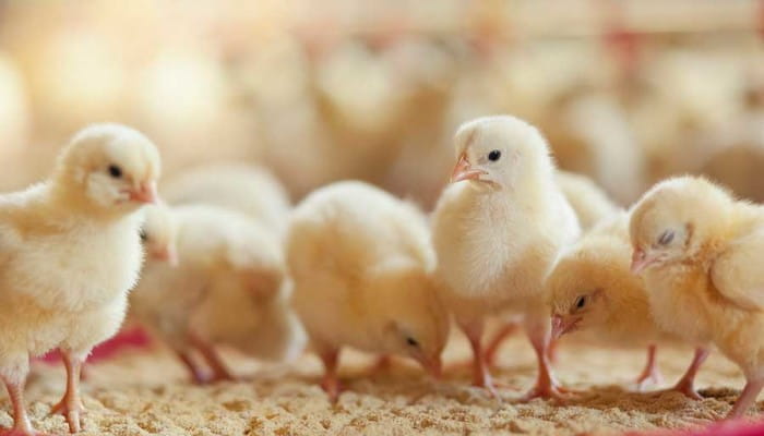 Chicken flock